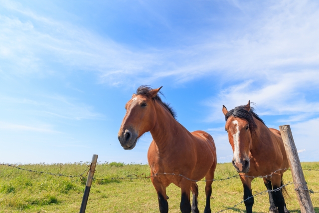 夏休みの思い出　Part2